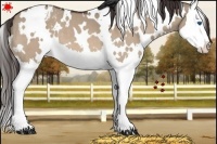 Horse Color:White Spotted Brown Dun Splash Appaloosa 