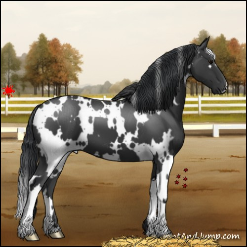 Horse Color:White Spotted Black 