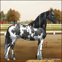 Horse Color:White Spotted Black 