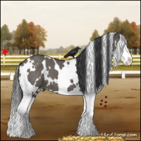 Horse Color:White Spotted Grullo Splash 