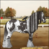 Horse Color:White Spotted Smoky Black