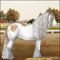Horse Color:White Spotted Gold Champagne Splash Appaloosa 
