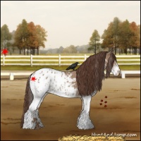 Horse Color:White Spotted Bay Dun Appaloosa 