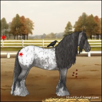 Horse Color:White Spotted Grullo Roan Appaloosa