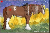Horse Color:White Spotted Chestnut
