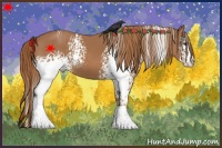 Horse Color:White Spotted Chestnut 