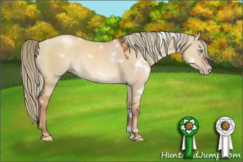 Horse Color:Gray White Spotted Gold Champagne Dun Mushroom Rabicano 