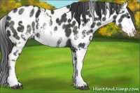 Horse Color:Black Sabino Appaloosa 