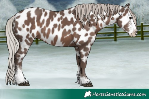 Horse Color:Silver Black Sabino Near Leopard