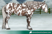 Horse Color:Silver Black Sabino Near Leopard 