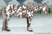 Horse Color:Silver Black Sabino Appaloosa 