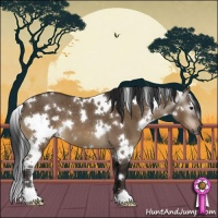 Horse Color:Gray White Spotted Bay Dun 