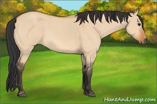 Horse Color:Bay Roan Dun 
