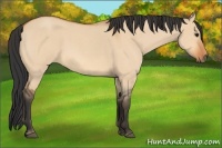 Horse Color:Bay Roan Dun 