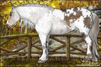 Horse Color:White Spotted Chocolate Palomino