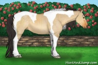 Horse Color:Buckskin Dun Tobiano 