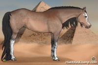 Horse Color:White Spotted Brown