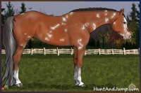 Horse Color:White Spotted Bay Splash