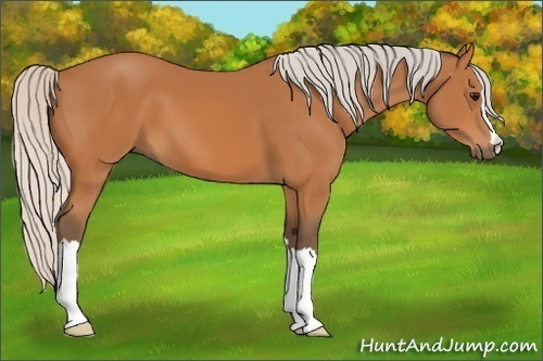 Horse Color:Silver Bay