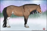 Horse Color:Bay Dun Sabino 