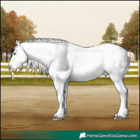 Horse Color:Bay Roan Splash Appaloosa 