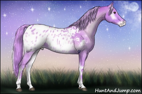 Horse Color:Watercolor Palomino Onyx Sabino Appaloosa 