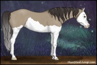 Horse Color:Smoky Grullo Splash