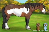 Horse Color:Bay Frame 