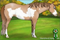 Horse Color:Bay Pearl Frame