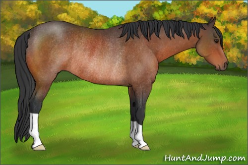 Horse Color:Brown Rabicano 