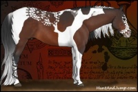 Horse Color:Bay Splash Tobiano