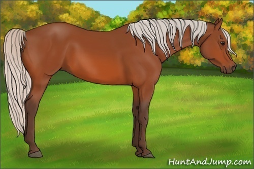 Horse Color:Silver Bay 