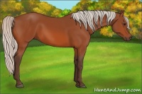 Horse Color:Silver Bay 