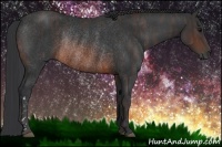 Horse Color:Brown Rabicano Brindle