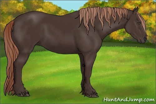 Horse Color:Liver Chestnut