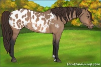 Horse Color:Bay Dun Appaloosa 