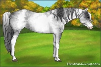 Horse Color:White Spotted Blue Roan 