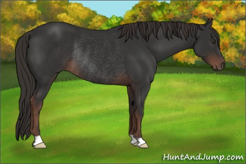 Horse Color:Liver Chestnut Rabicano 