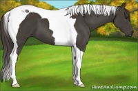Horse Color:Smoky Black Tobiano 