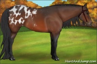 Horse Color:Bay Appaloosa 