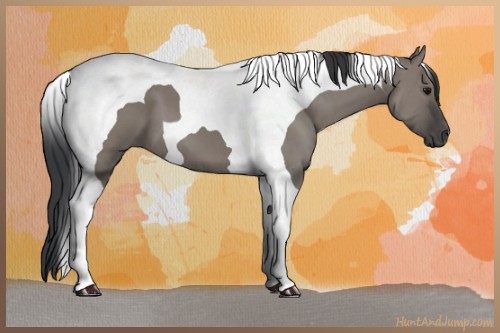 Horse Color:Grullo Tobiano