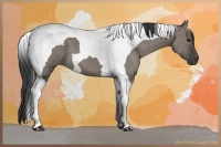 Horse Color:Grullo Tobiano