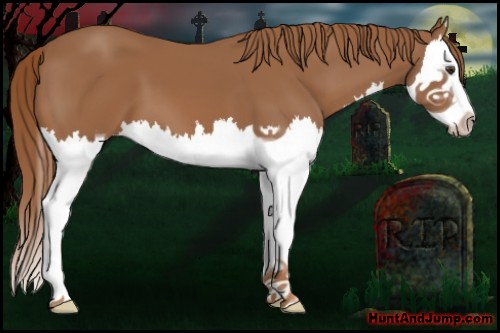 Horse Color:Chestnut Splash