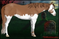 Horse Color:Chestnut Splash 