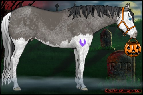 Horse Color:Grullo Sabino Splash 