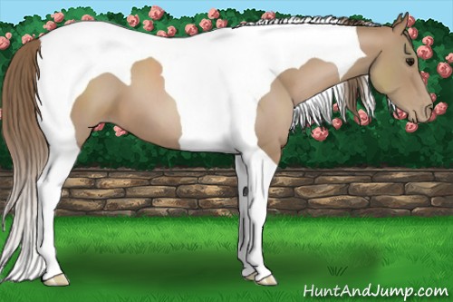 Horse Color:Black Pearl Tobiano 