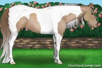 Horse Color:Black Pearl Tobiano 