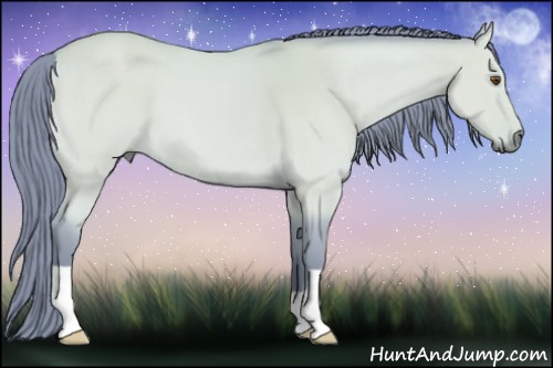 Horse Color:Watercolor Buckskin Dun