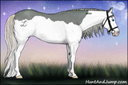Horse Color:Silver Grullo Splash