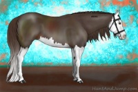 Horse Color:Liver Chestnut Splash 